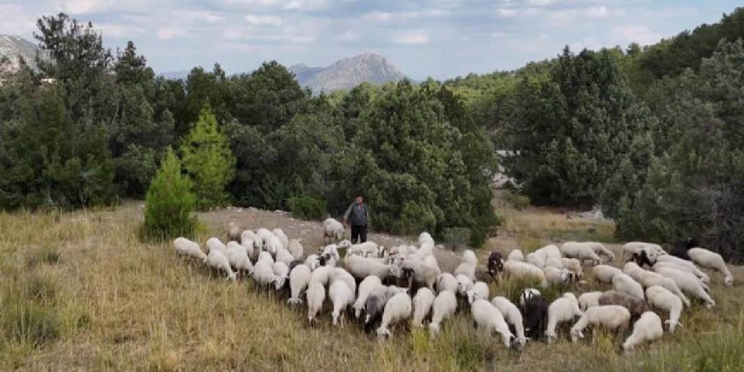 Yarım asırlık meslek aşkı! 50 yıldır dağların efendisi: Azmi hayran bırakıyor! 4